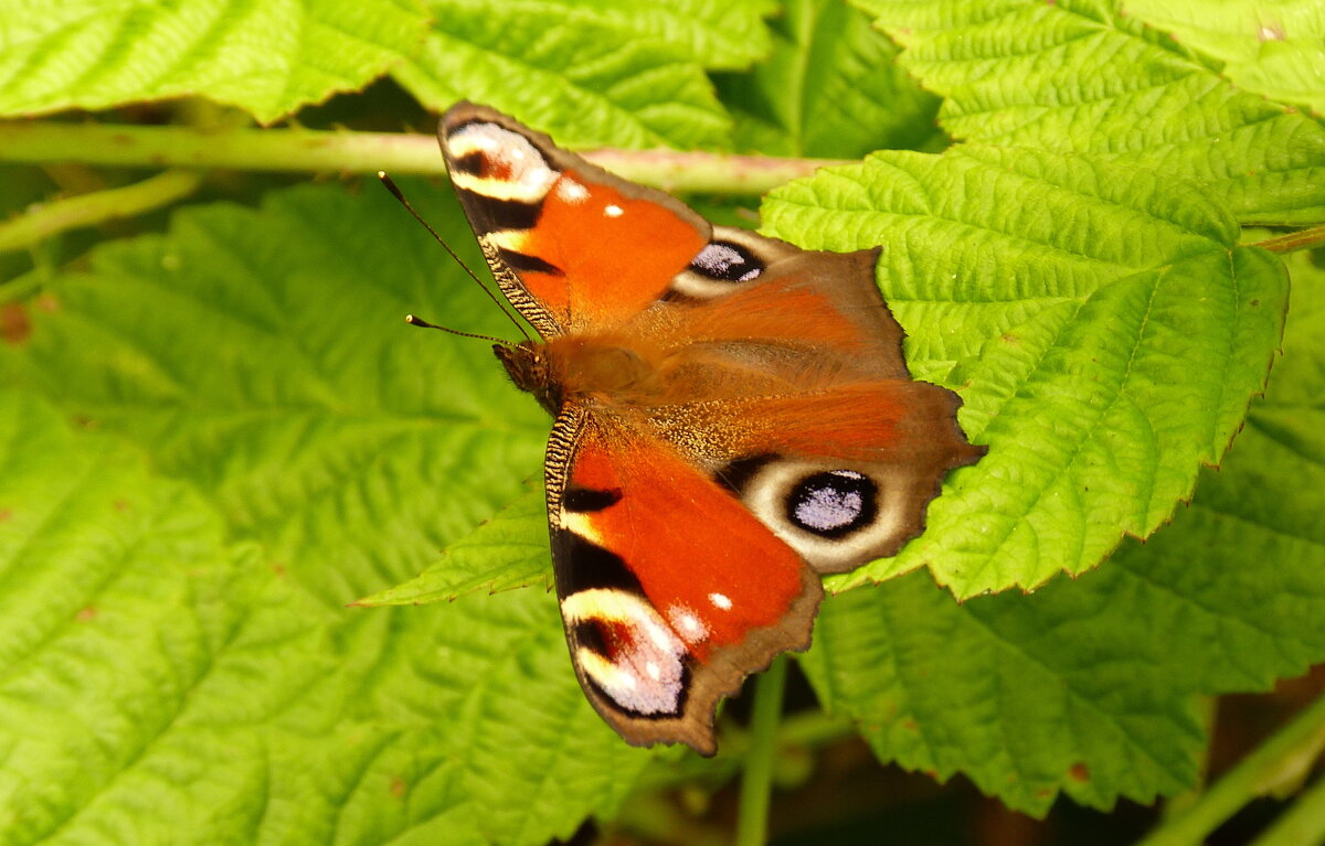опять про бабочек...9 - Александр Прокудин