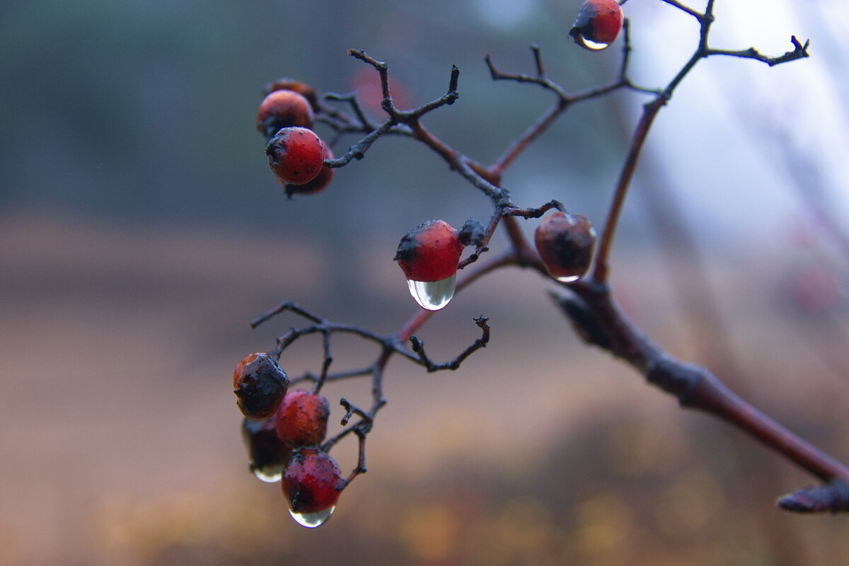 *** - Сергей  Могутов 