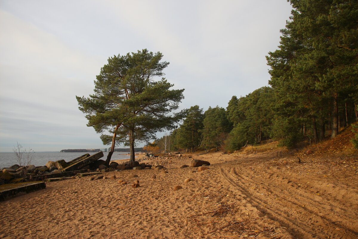 Репино - Наталья Герасимова
