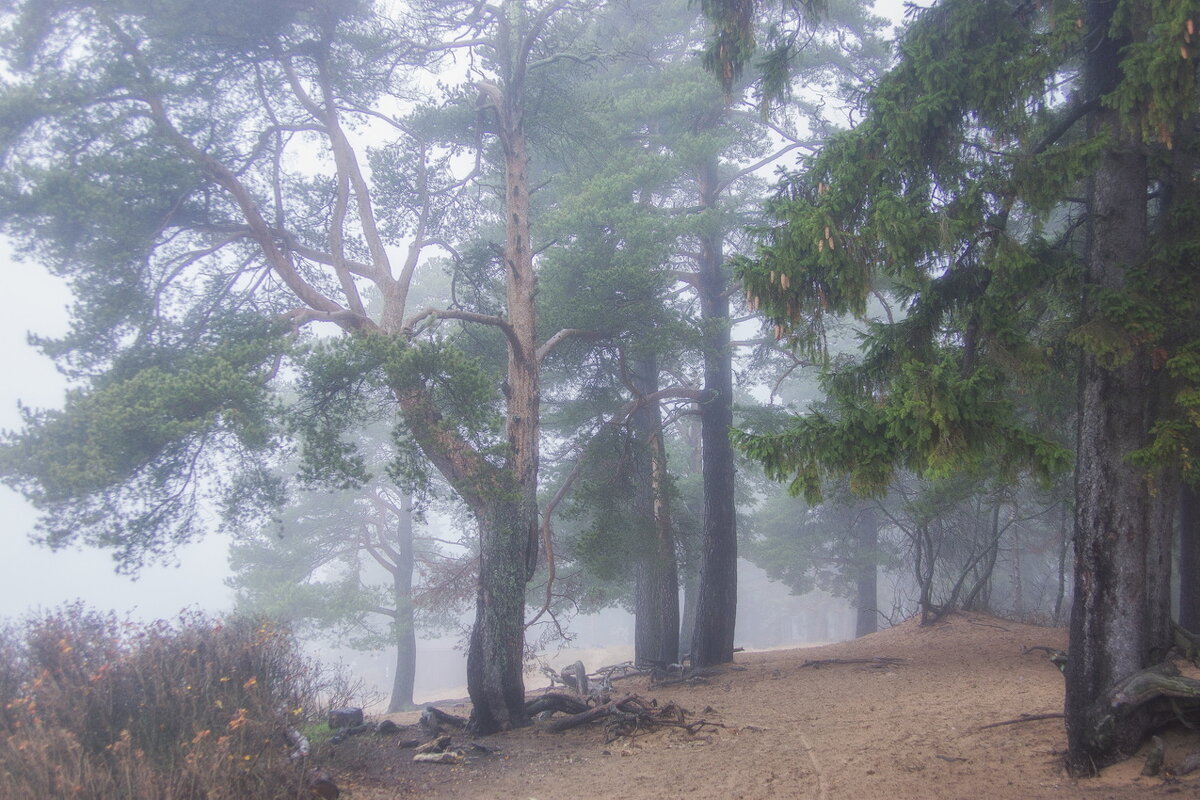 *** - Сергей  Могутов 