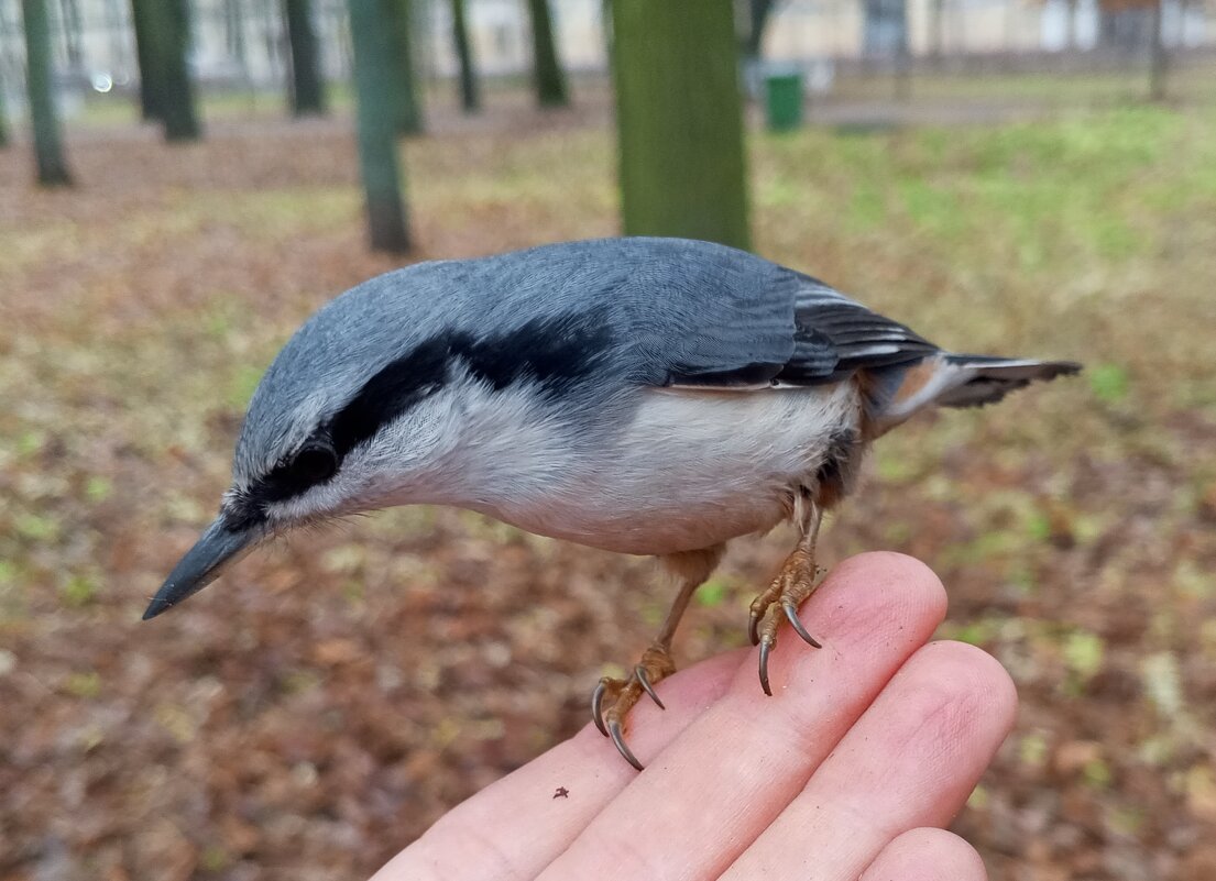 Поползень - Сапсан 