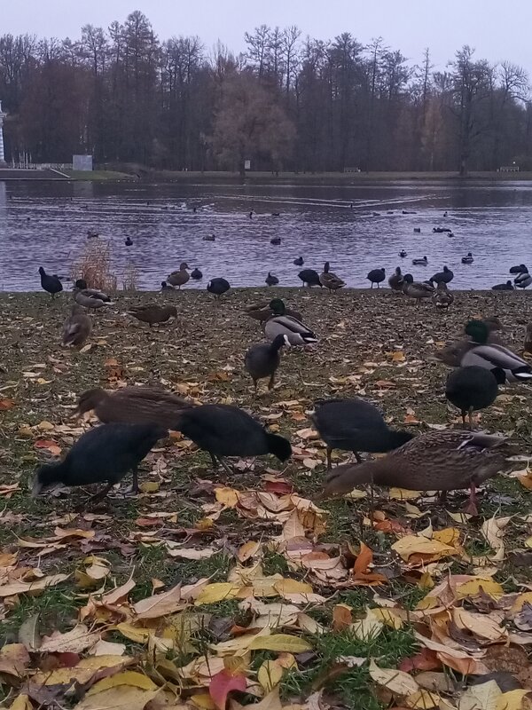 Лысухи - Сапсан 