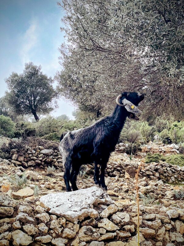 На Ликийской стороне - Георгиевич 