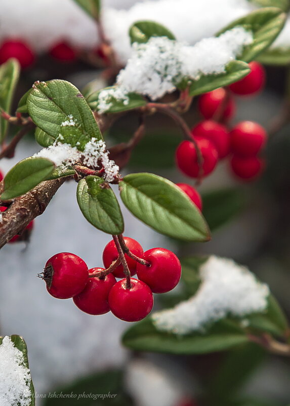 Кизильник - Светлана Ищенко Кизильник - Светлана Ищенко