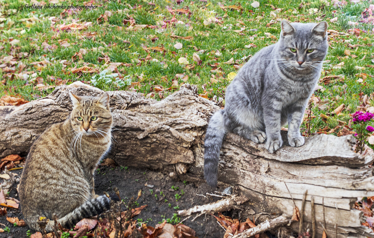 ... - Светлана Ищенко