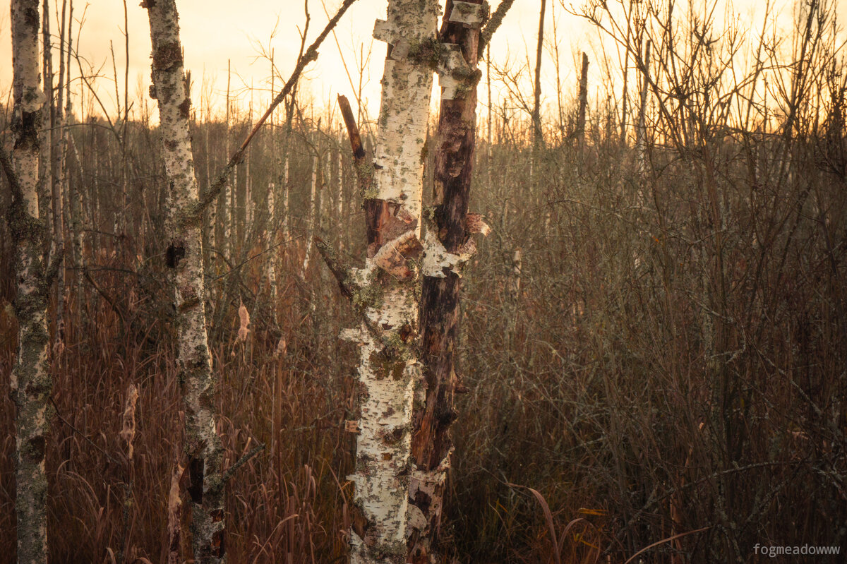 без названия - fogmeadowww m