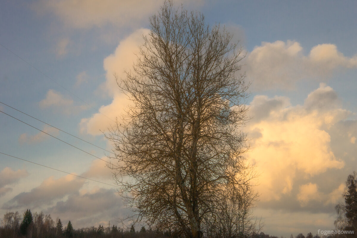 дерево - fogmeadowww m