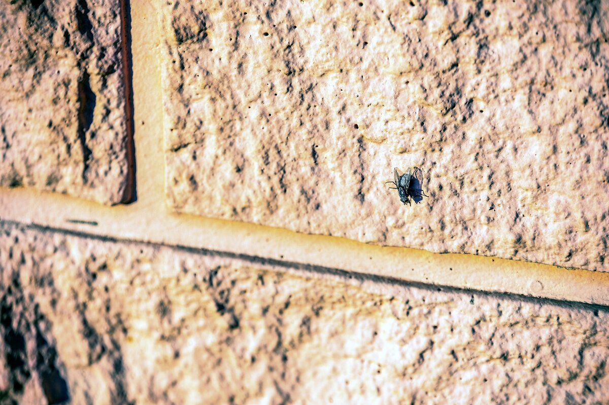 Тёплый ноябрь. Мухи ещё летают - Валерий Иванович