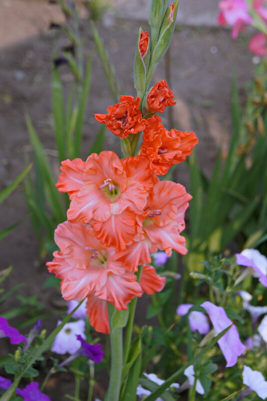 В саду. - сергей ермошкин