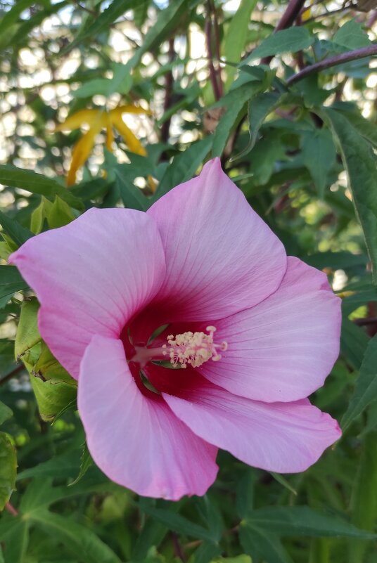 Гибискус осенний - Татьяна Лютаева