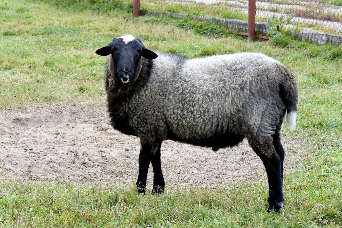 Московская область. Серпухов. Ферма «Русский страус». - Наташа *****