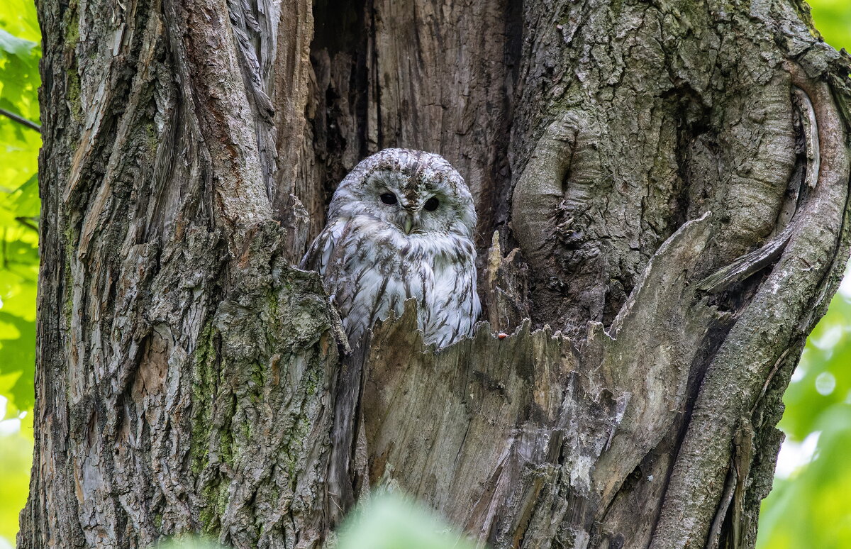 серая неясыть.молодая. - юрий макаров серая неясыть.молодая. - юрий макаров