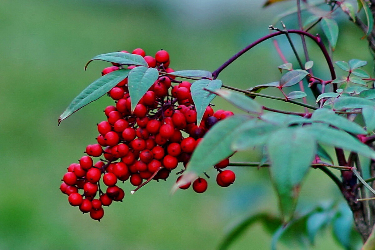 Бузина красная... - Николай Саржанов