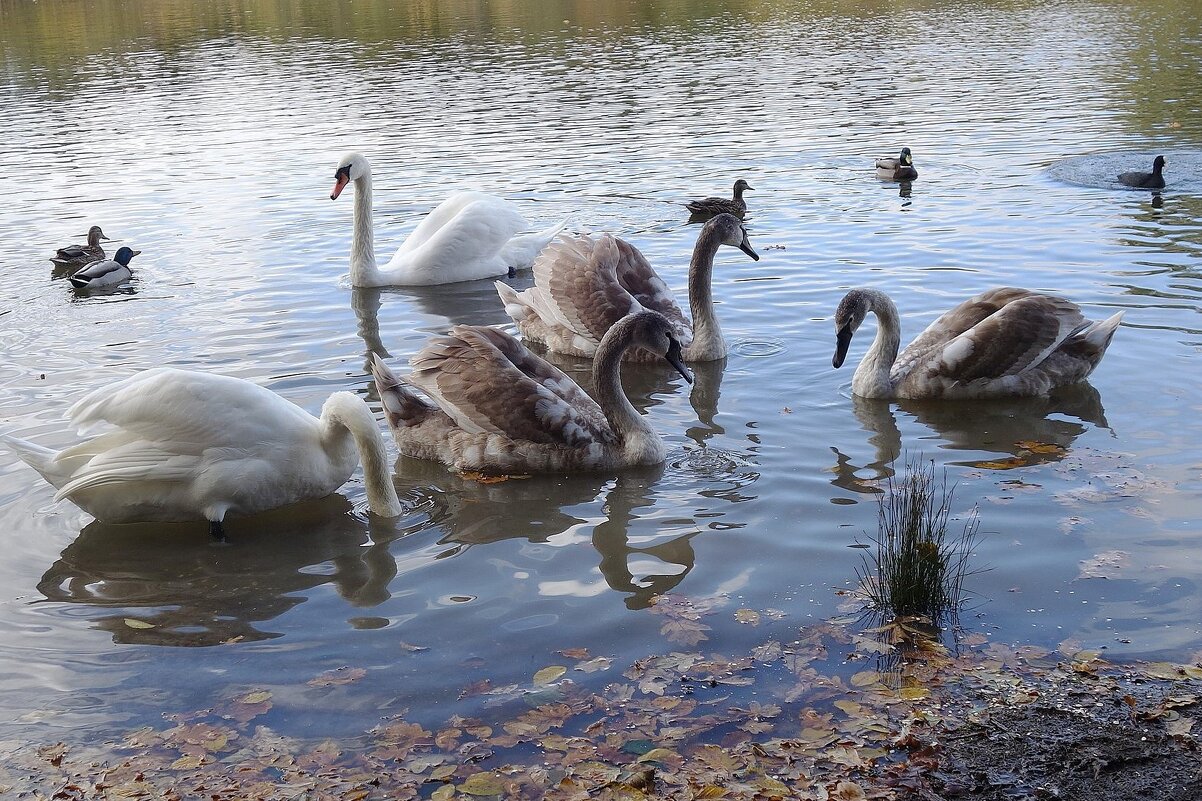Лебеди на озере - Рита Симонова