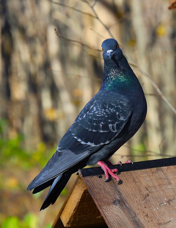Доброе утро...Здравствуйте! - Evgeny Mameev
