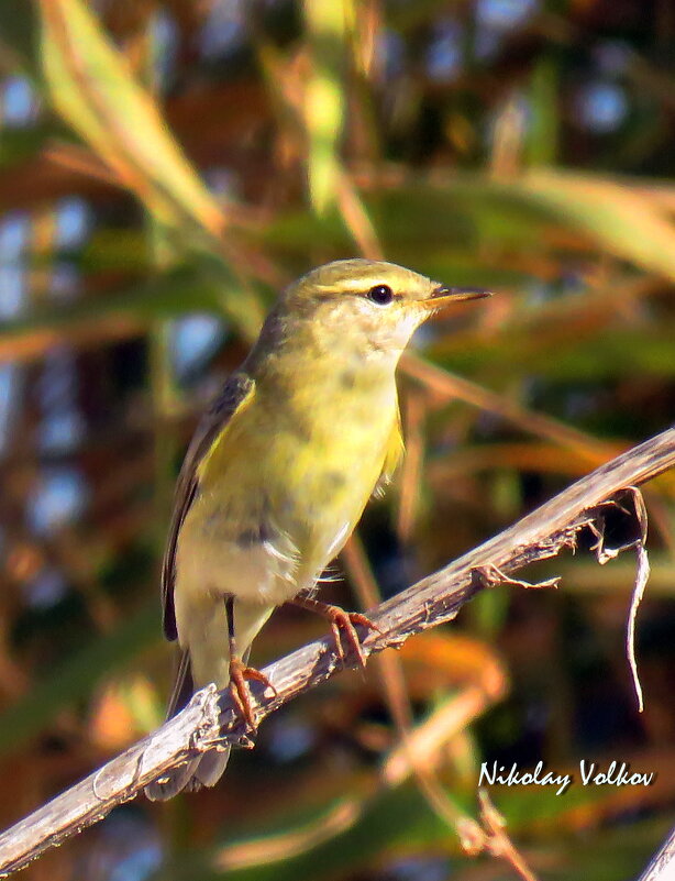Пеночка - Николай Волков