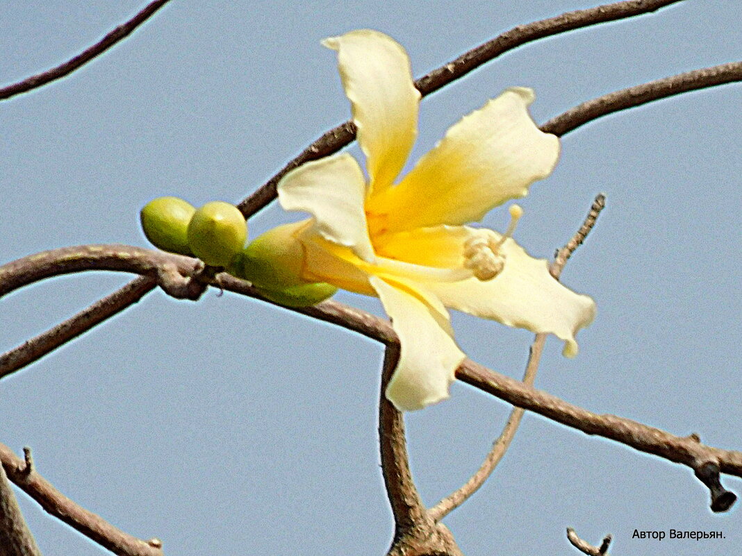 Цветок Хоризии. - Валерьян 