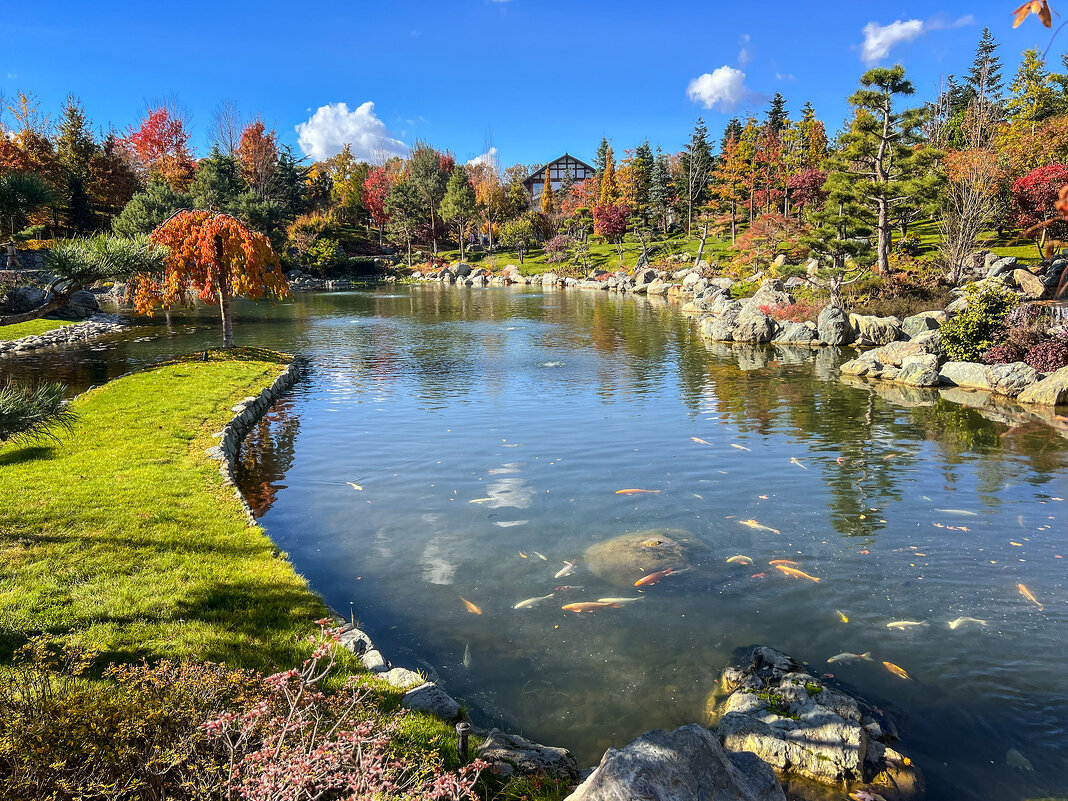 Японский сад в парке Галицкого Зеркальный пруд Кагамиикэ - Galina 