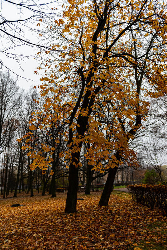 последние краски осени - Дмитрий Лупандин