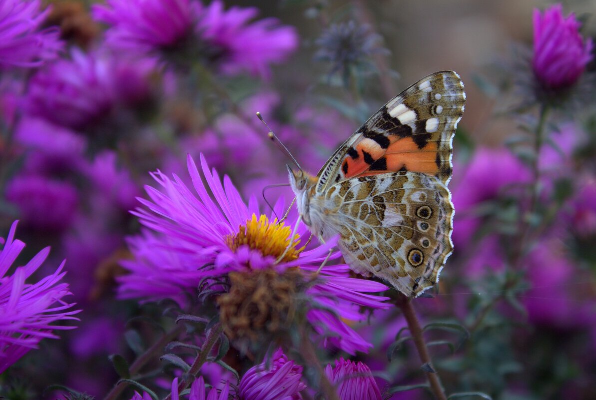Красавица - Оксана Новик 