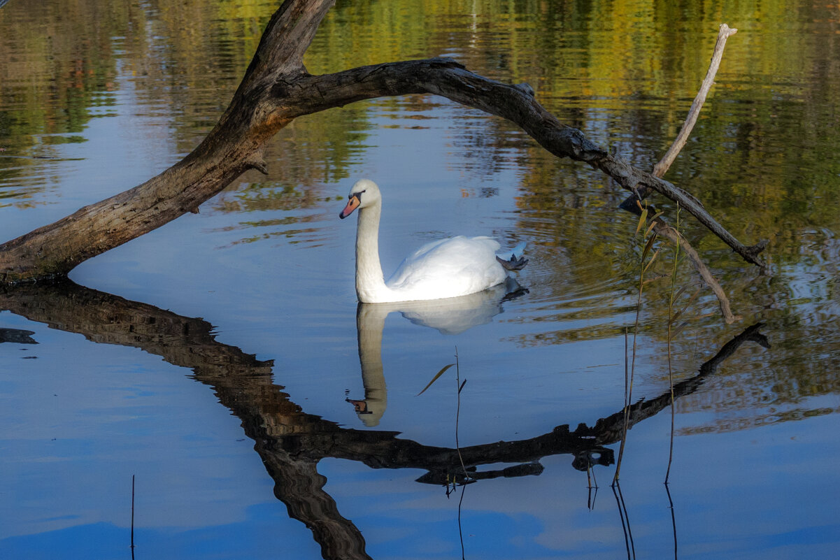 Ты сними, сними меня фотограф - Наталья Димова