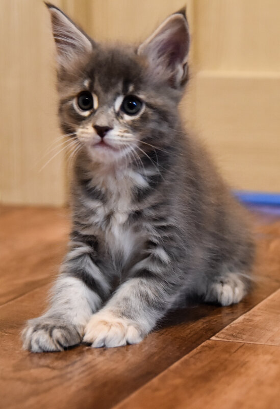 Малышка - Мейн-кун - Владимир Звягин Малышка - Мейн-кун - Владимир Звягин