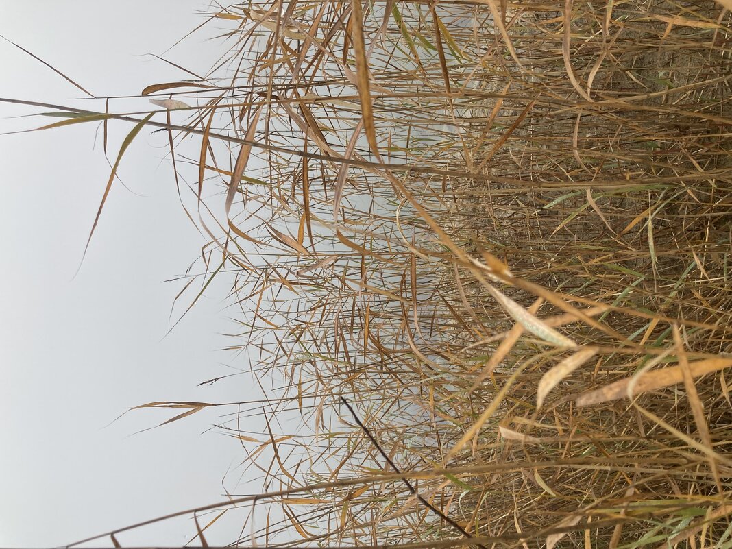 Тростник - Ольга Савельева 