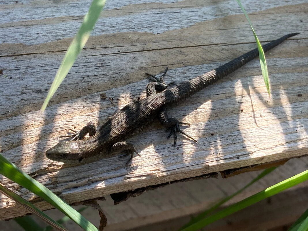 Ящерица - Ольга Савельева 