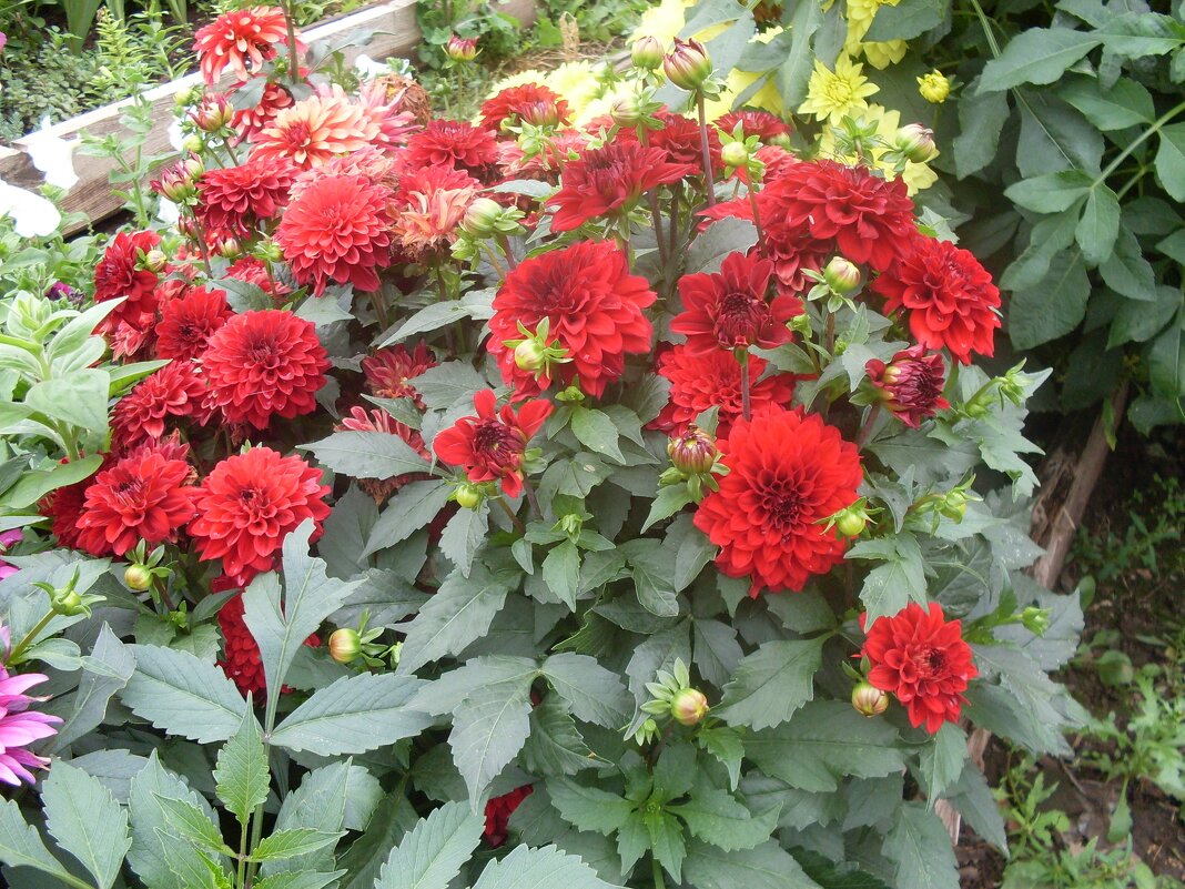 ГЕОРГИНЫ - СЕРГЕЙ ФИЛОЧКИН