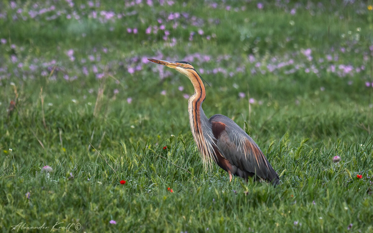 Охотница - Александр К.