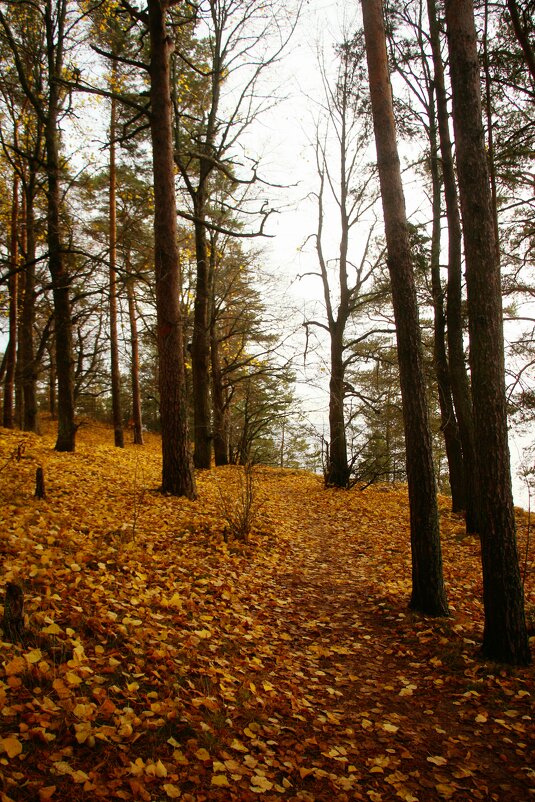 Репино - Наталья Герасимова Репино - Наталья Герасимова