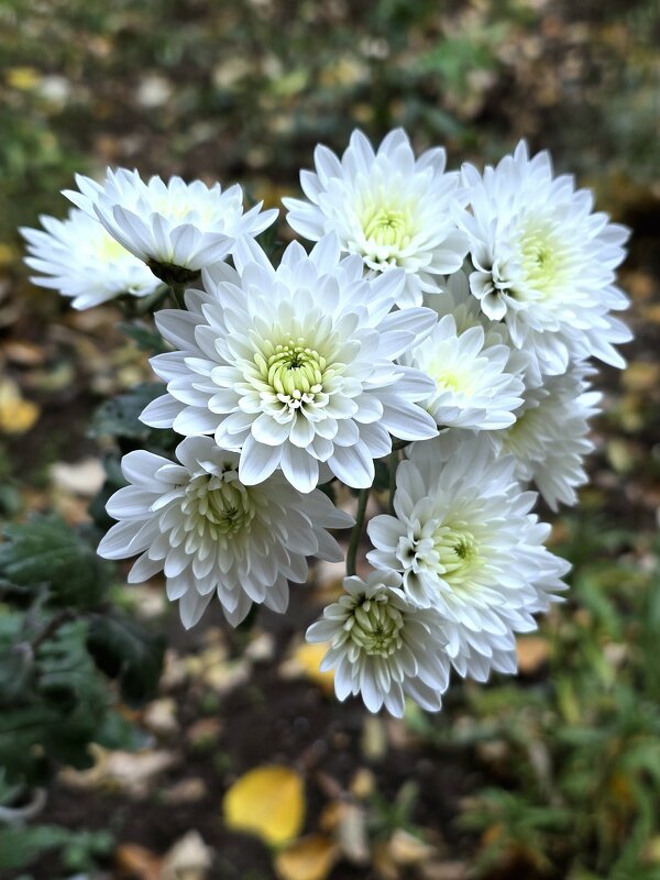 Хризантемы наших полисадников... - Nina Streapan