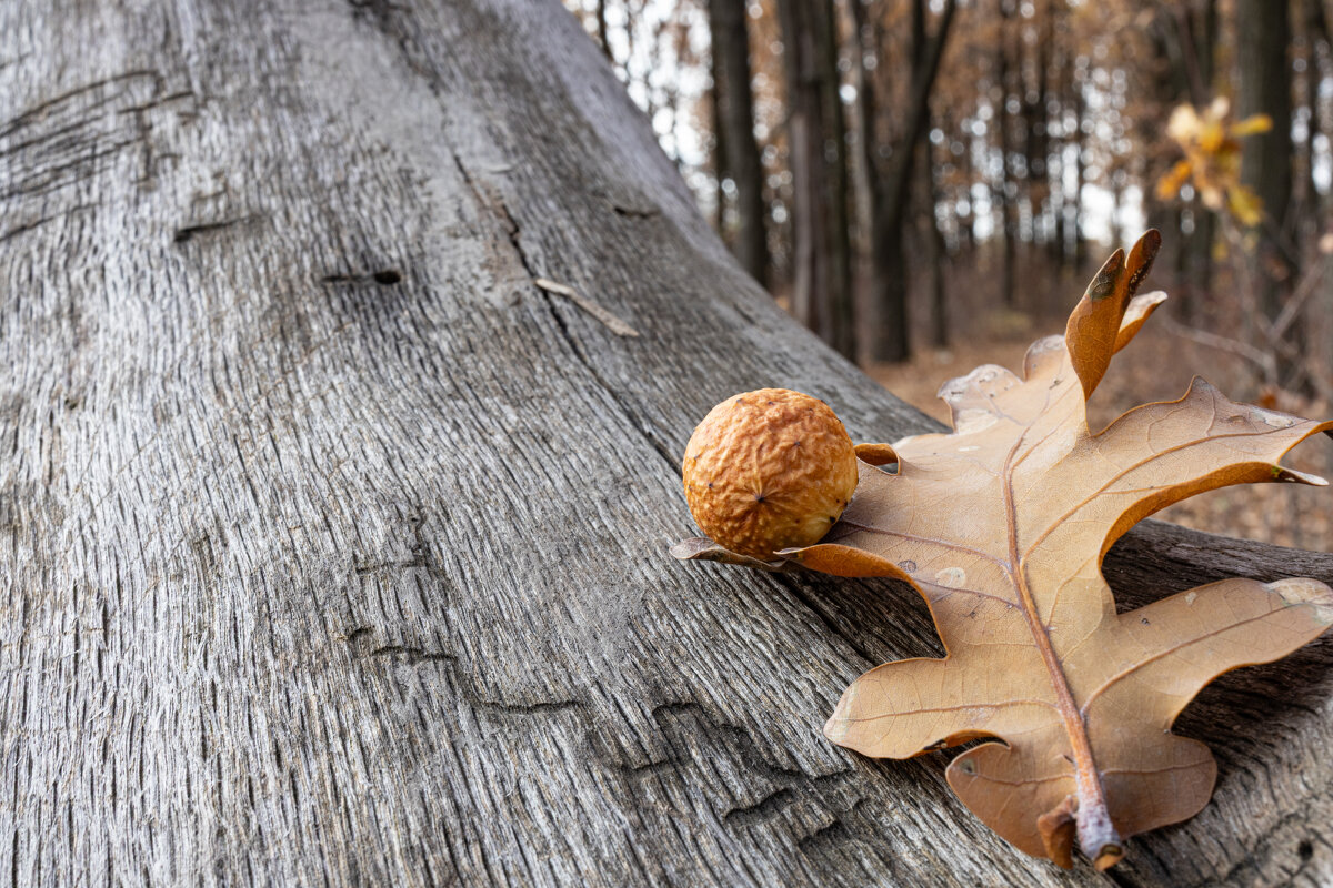 Дубовый лист - валерий 