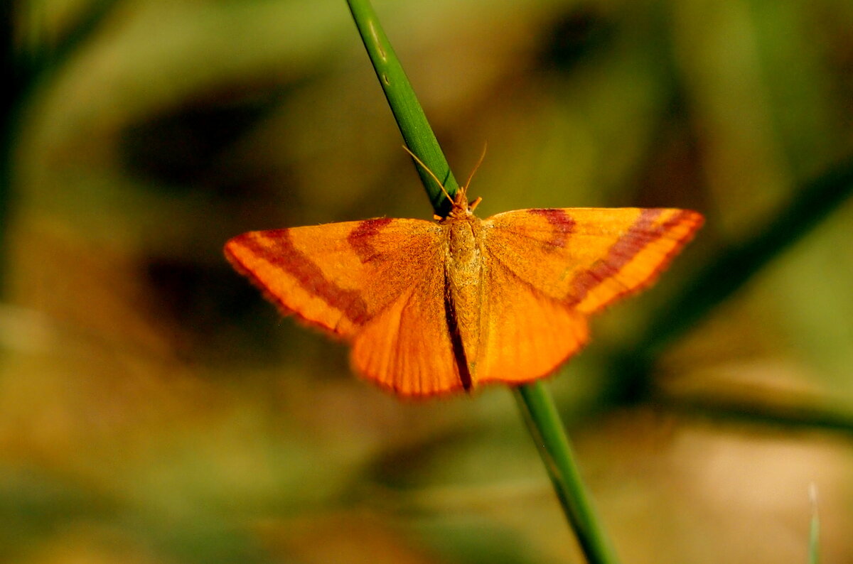 опять про бабочек...14 - Александр Прокудин