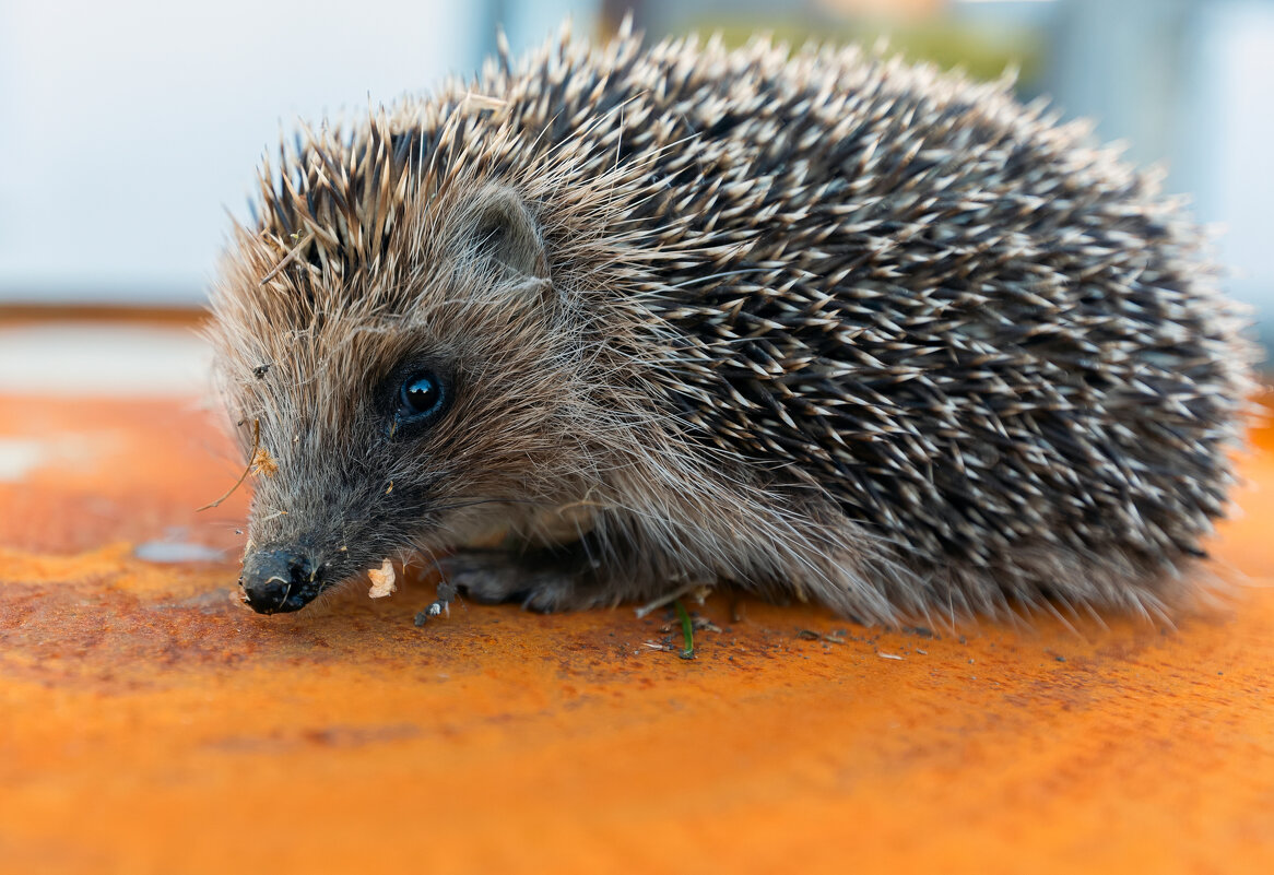 гость с огорода - Виталий Емельянов