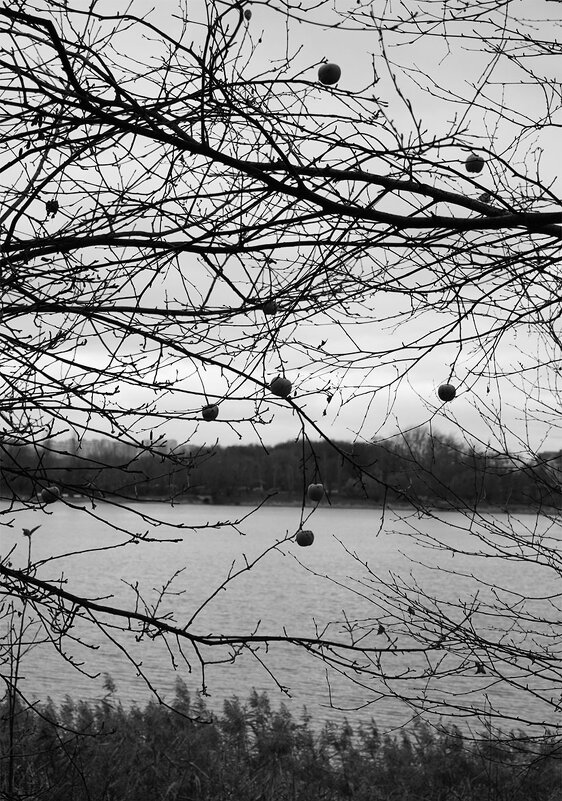 Как по нотам ... - Лариса Корж