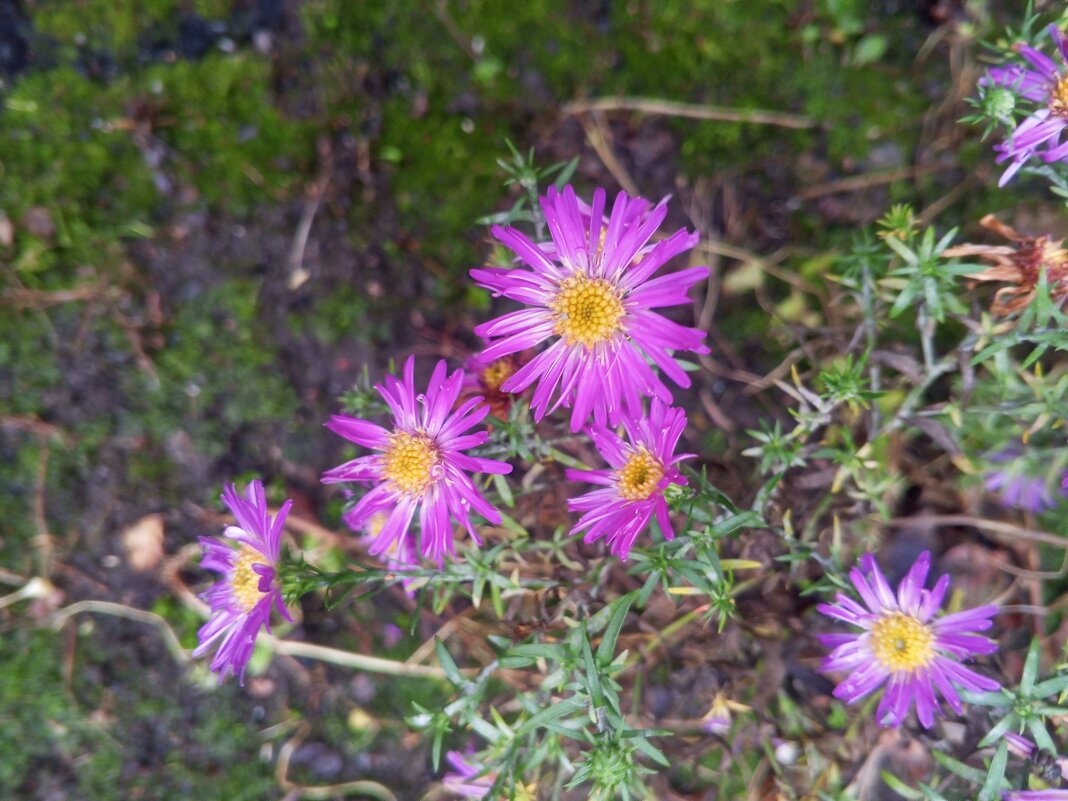 Астра - Сапсан 