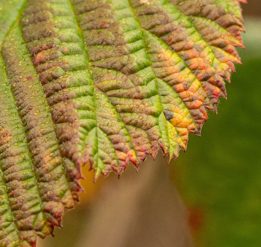 Края листа - Олег Фролов