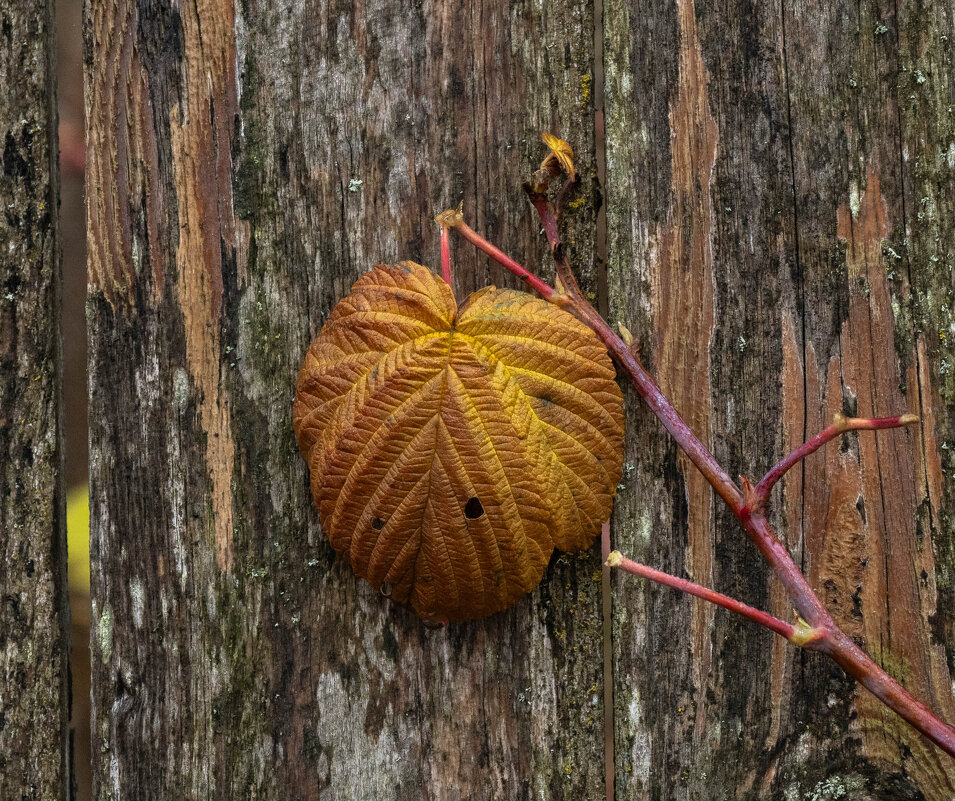 Последнее дыхание поздней осени - Олег Фролов Последнее дыхание поздней осени - Олег Фролов