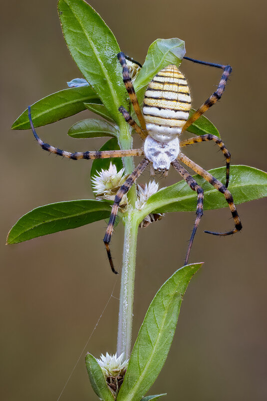 ПАУК АРГИОПА ТРЁХПОЛОСНАЯ (ARGIOPE TRIFASCIATA). - Александр Григорьев