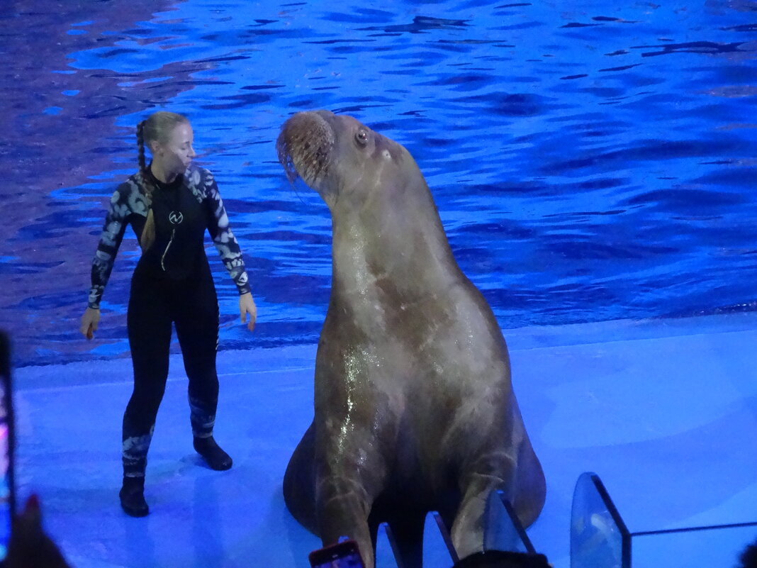 Морж - Лидия Бусурина