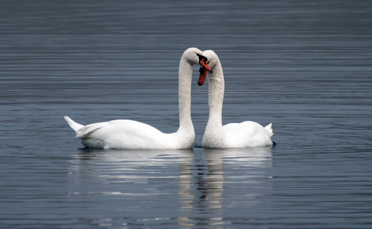 *** - Владимир Безбородов