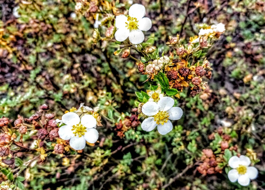 Лапчатка - Veera V