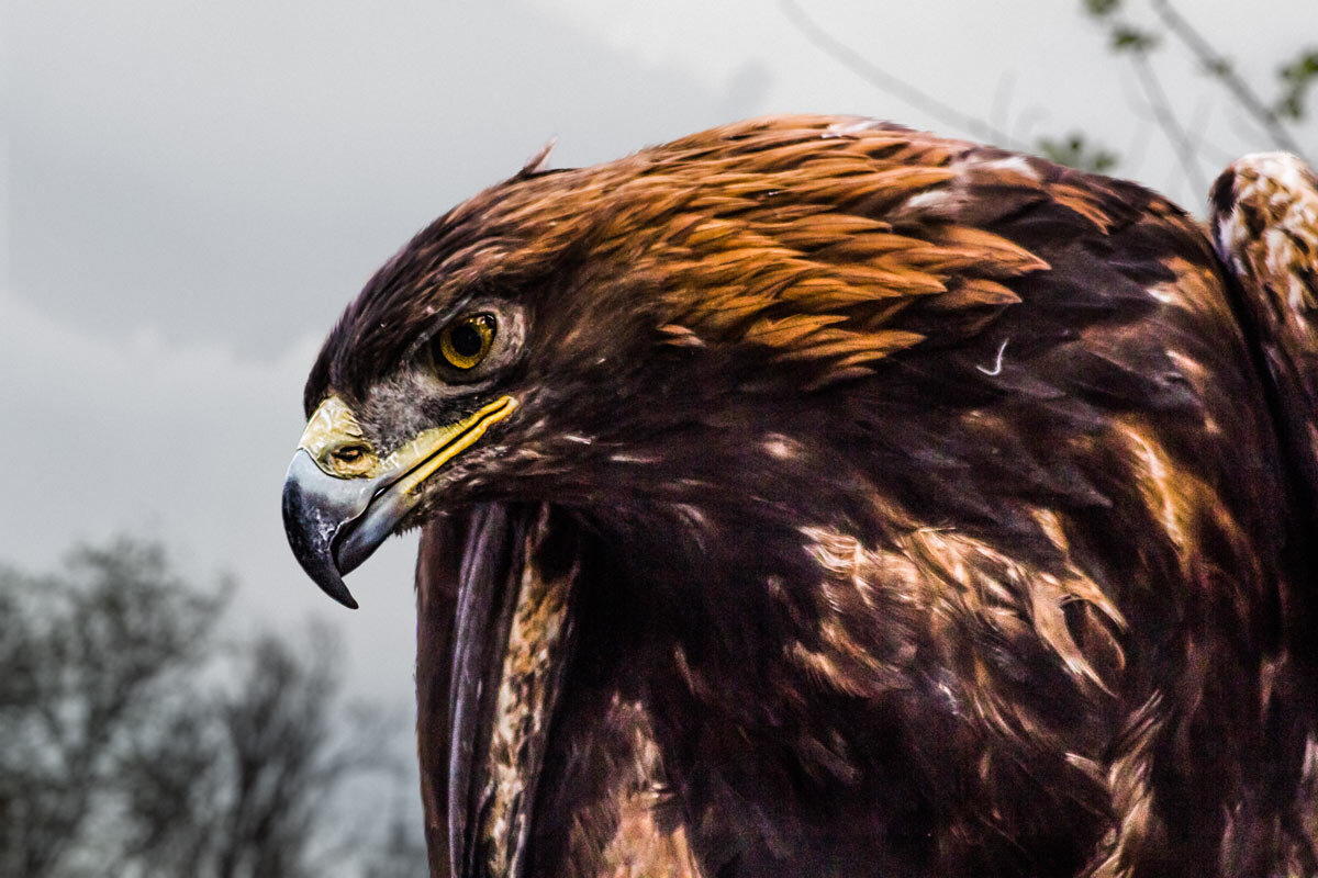 Беркут - SanSan 