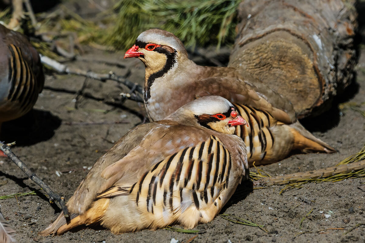 Кеклик - SanSan 