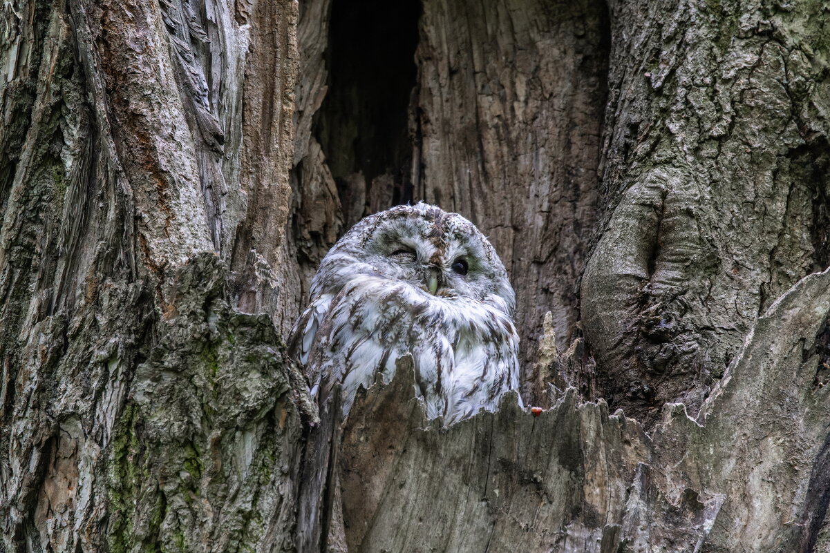 серая неясыть.молодая. - юрий макаров