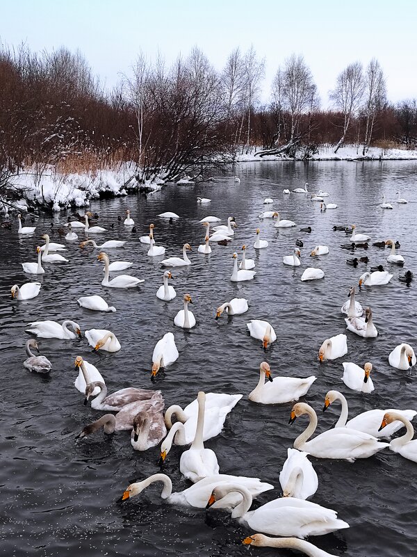 Зимовка на озере Светлом - Татьяна Лютаева