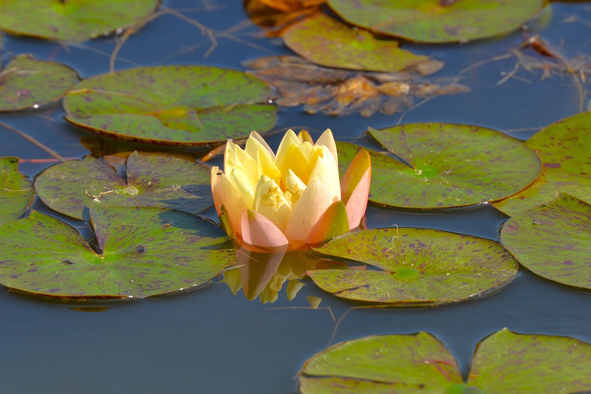 Нимфеи пруда "Бекет" - Константин Анисимов