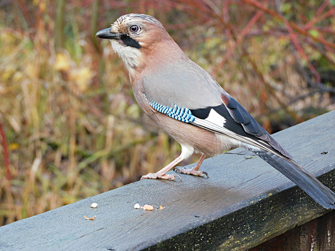 Сойка - Лина 