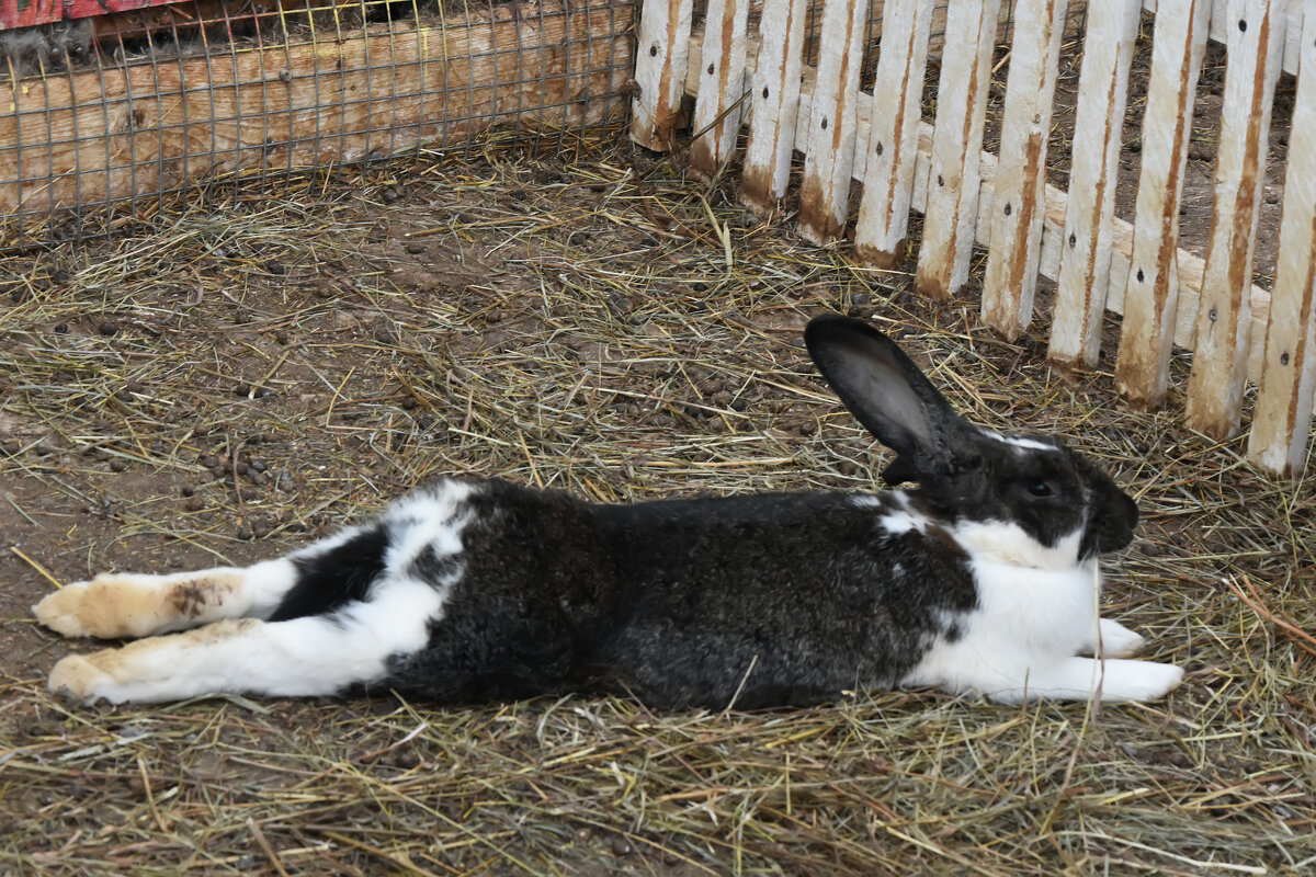 Московская область. Серпухов. Ферма «Русский страус». - Наташа *****
